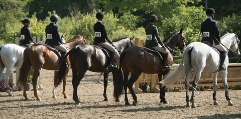 Elegance in Every Equestrian Stride