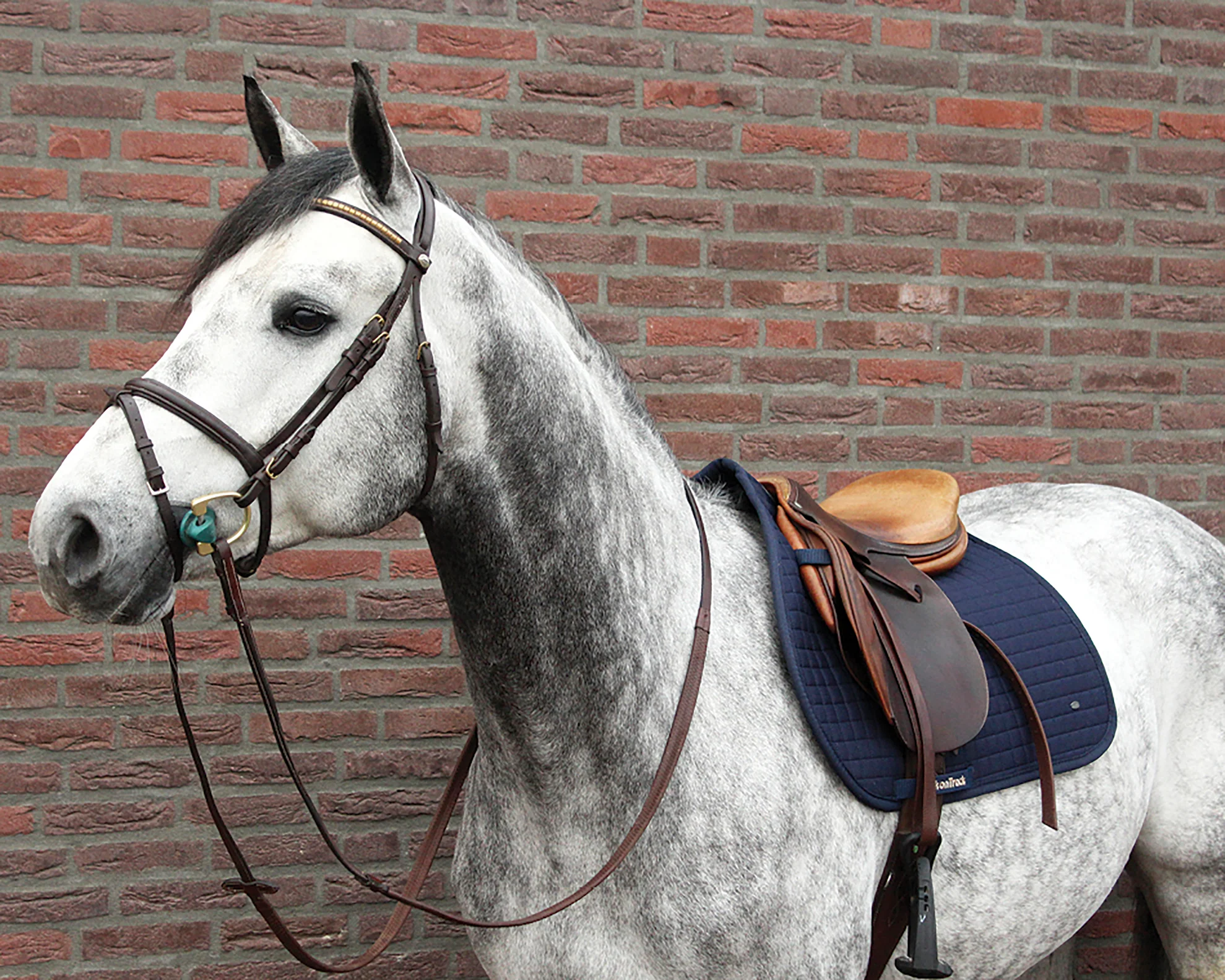 Back on Track® All-Purpose Saddle Pad - Image 3