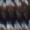 DS Heavy Nylon Halter - Image 7