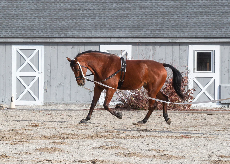 Suffolk™ Side Reins with Elastic - Image 4