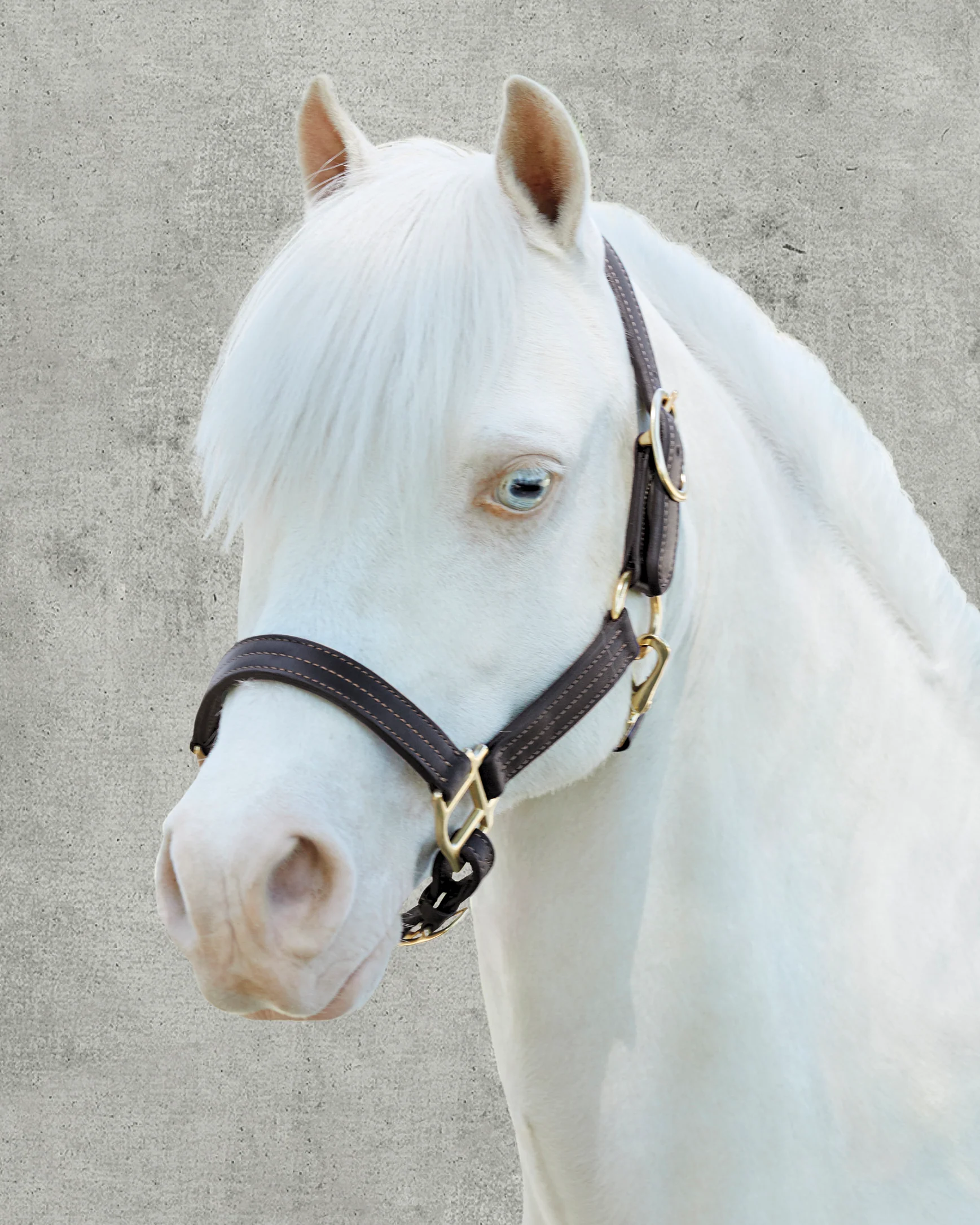 Suffolk™ Palermo Triple-Stitched Halter - Image 3